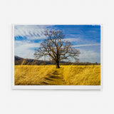 Sacred Oak Card by Charlie Langton