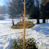 2025-01-11 — Recycling Your Christmas Tree: Hooks and Things (Online)