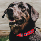 Norwegian Flag Pet Collar